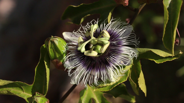 पैशन फ्रूट का फूल