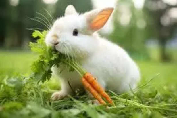 Healthy diet food for rabbit