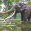 The Story Of Muthu Raja, The Thai Elephant That Was Gifted To Sri Lanka ...