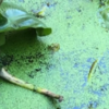 Optical Illusion: Only Those With High IQ Can Spot The Frog Hidden In ...
