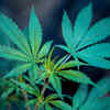 Thailand: First Asian Country To Legalise Cannabis
