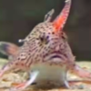 Earlier Thought To Be Extinct, Spotted Handfish Makes Surprise Comeback