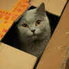 This Is The Reason Why Cats Love Boxes So Much