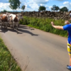 Watch: A Cyclist Successfully Stops A Herd Of Cows With A Single Gesture