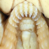 Mysterious Shark With 'Human' Teeth Discovered In Australia
