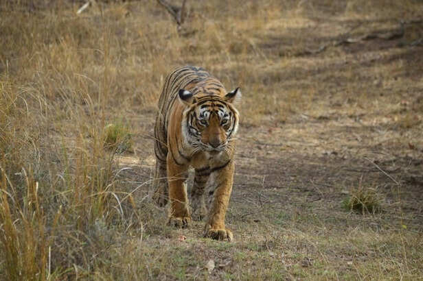 Ranthambore National Park