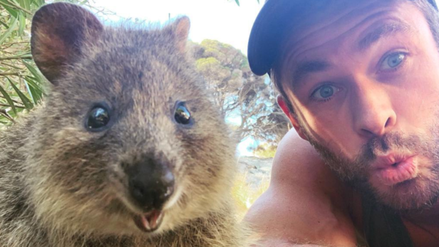 Chris Hemsworth's Selfie With Quokka | Instagram - @chrishemsworth
