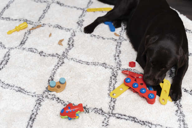 Puzzle games that boost dog intelligence