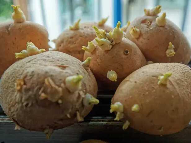 The real health risk behind sprouted potatoes
