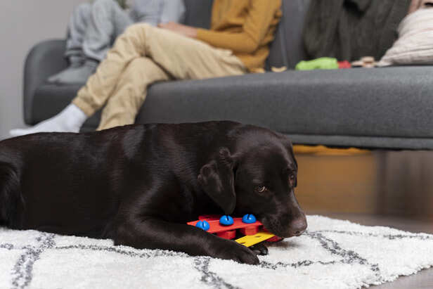Brain training games best for dog's mental health