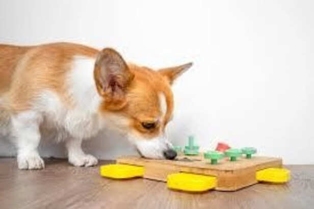 Smart toys for dog mental simulation