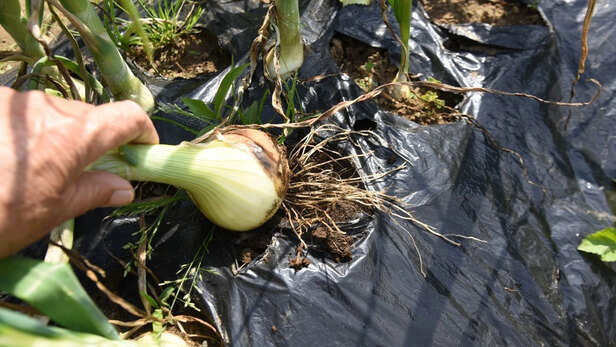 जागरूकता, नियमित निगरानी और वैज्ञानिक सलाह के साथ ही प्याज की स्वस्थ व लाभकारी फसल संभव है।