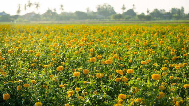 कृषि मंत्री ने कहा कि ज़्यादा से ज़्यादा लोग महोत्सव में शामिल होकर जानकारी पा सकते हैं।