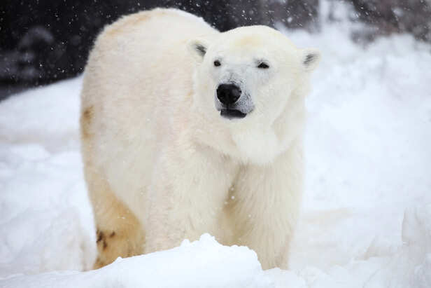 Polar bear standing in snowfall