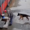 Heartwarming Moment Dog Turns To Human For Help In Rescuing Trapped Sibling