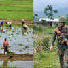 Sowing Of Black Rice Begins In Manipur With Army Cover For Farmers Amid ...