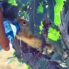 Incredibly Cute Moment Caught On Camera, Thirsty Squirrel Begs For ...