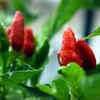 How To Grow Green Chilli (Mirchi) From Seed In Container