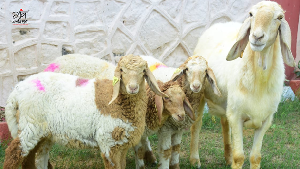 सूखे इलाकों के किसानों के लिए मुनाफ़े का स्मार्ट विकल्प।