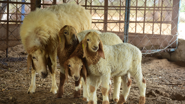 अविशान नस्ल ग्रामीण रोज़गार की नई उम्मीद बन रही है।