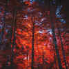 Where Do Chinar Trees Grow In India