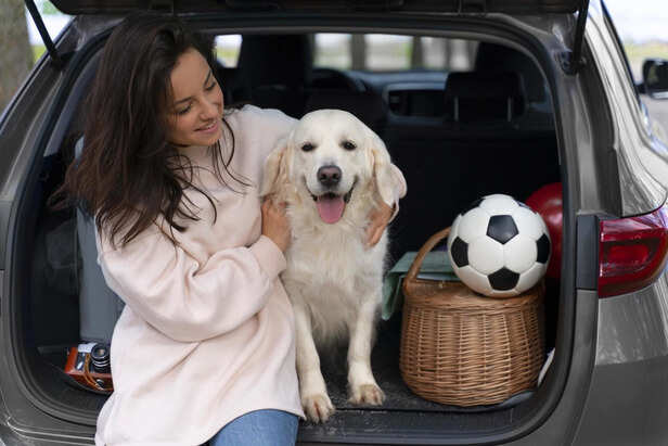 Dog resting comfortably in car during travel