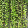 Curtain Creeper: An Easy-To-Grow Climbing Plant That Makes Your Home Garden  Vibrant