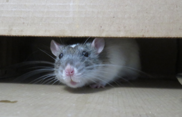 Rats Consumed 581 kg marijuana
