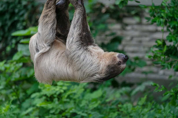 A Sloth Hanging Upside Down
