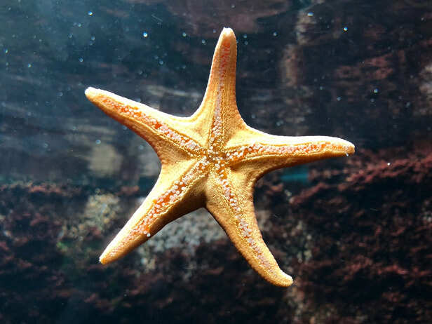 A Starfish Move at a Speed of About 0.09 Miles per Hour