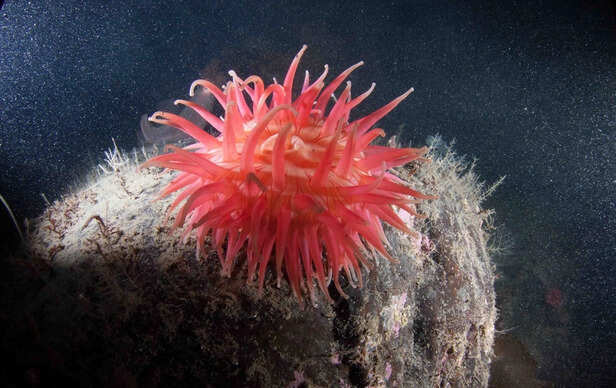 Sea Anemones Rarely Moves