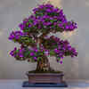 How To Grow Bodhi Tree Bonsai Plant