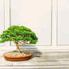How To Grow Bodhi Tree Bonsai Plant