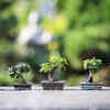 How to Grow White Oak Bonsai Tree