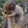 Watch: Man Helps Sloth Pup Reunite With Its Mother, Gets A Fist Bump In ...