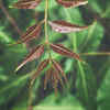 How To Grow Neem At Home From Seeds