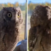 Video Of Owl Rotating Its Head Completely Goes Viral, The Internet Is Dazed