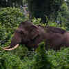 Four Elephants, Over 70 Forest Officers Hunt For Rice-Loving Wild ...