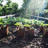 10 Expert Tips For Raised Bed Garden Beds And Tips