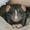 New York City Rats Found Infected With Virus That Causes COVID, New ...