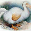 'De-Extinction' Company Set To Resurrect Dodo Bird That Went Extinct In ...