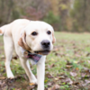 Tragic: Dog Shoots, Kills 30-year-old US Man Out On Hunting Trip In Kansas