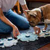 This Push-Button System For Dogs Helps Them Talk To Their Owner