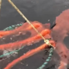 Woman Accidentally Captures Giant Pacific Octopus On Fishing Boat ...