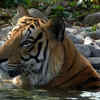At 107, India Sees More Than 100 Tiger Deaths For The Third Year, Sill ...