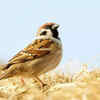 sparrow