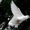 Dove