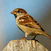 Birds and their belief
