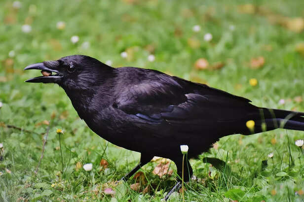 crow