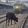 Increasing Cattle Hits Are Forcing Railways To Construct 1,000 km ...